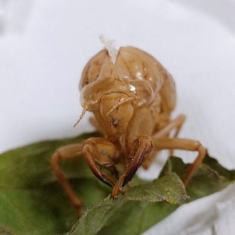 セミの抜け殻