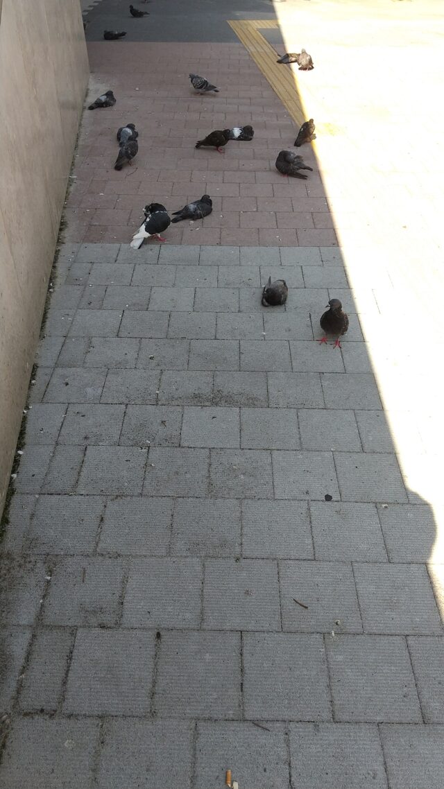 鳩が日陰に避難
